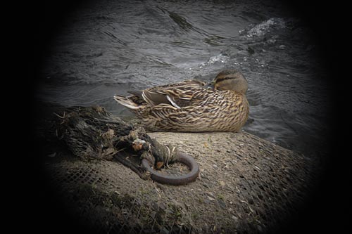 2007-0422-L10.5mm.jpg
