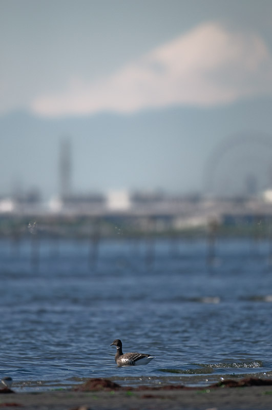 Mt.Fuji and Brent Goose