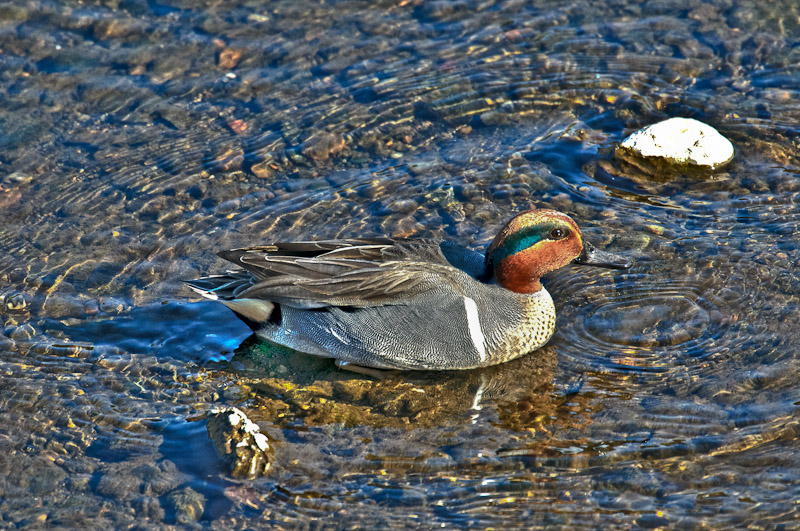 tonemapped