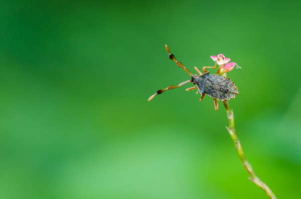 ハリカメムシ幼虫