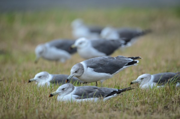 Black-tailed Gull