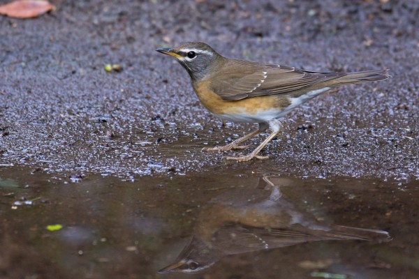Grey-headed Thrush