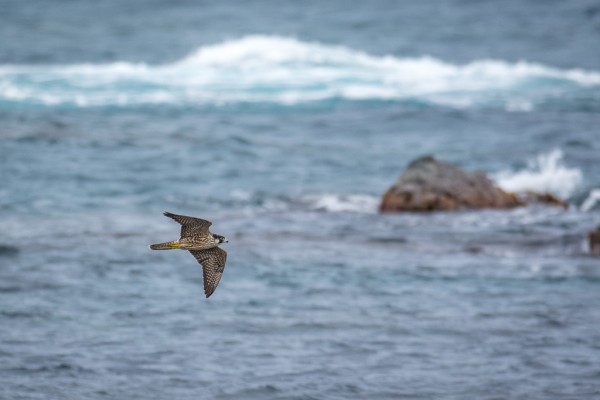 Peregrine Falcon