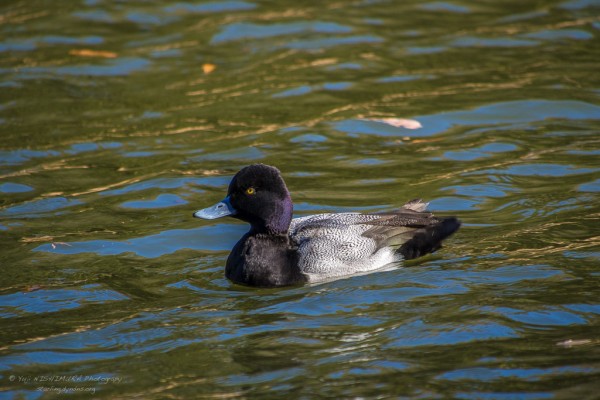 Lesser Scaup
