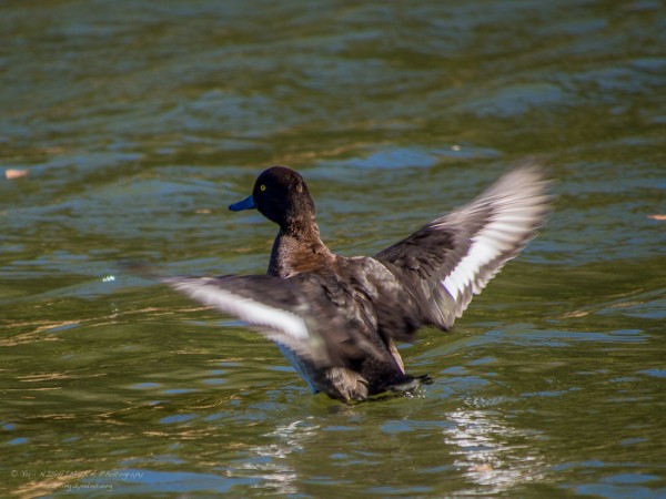 Tufted Duck