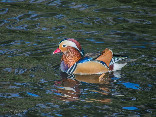 Mandarin Duck