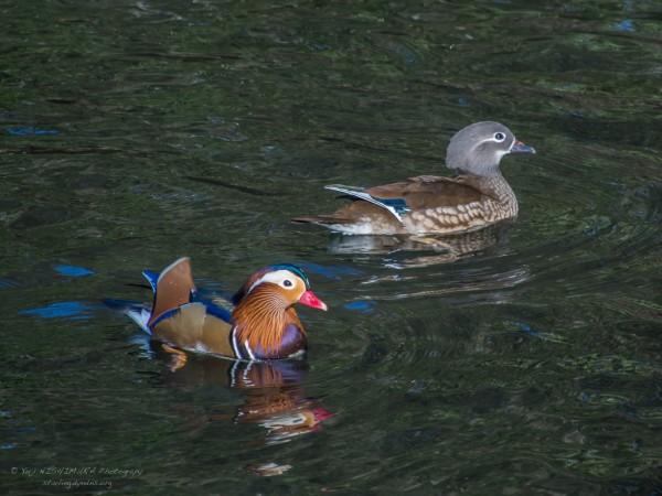 Mandarin Duck
