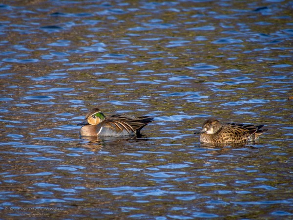 Baikal Teal