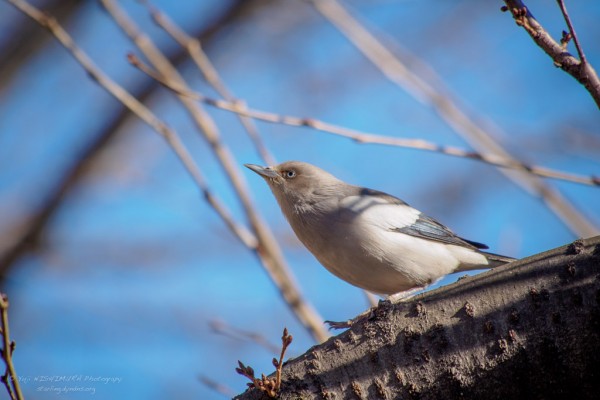 Grey-backed Starling