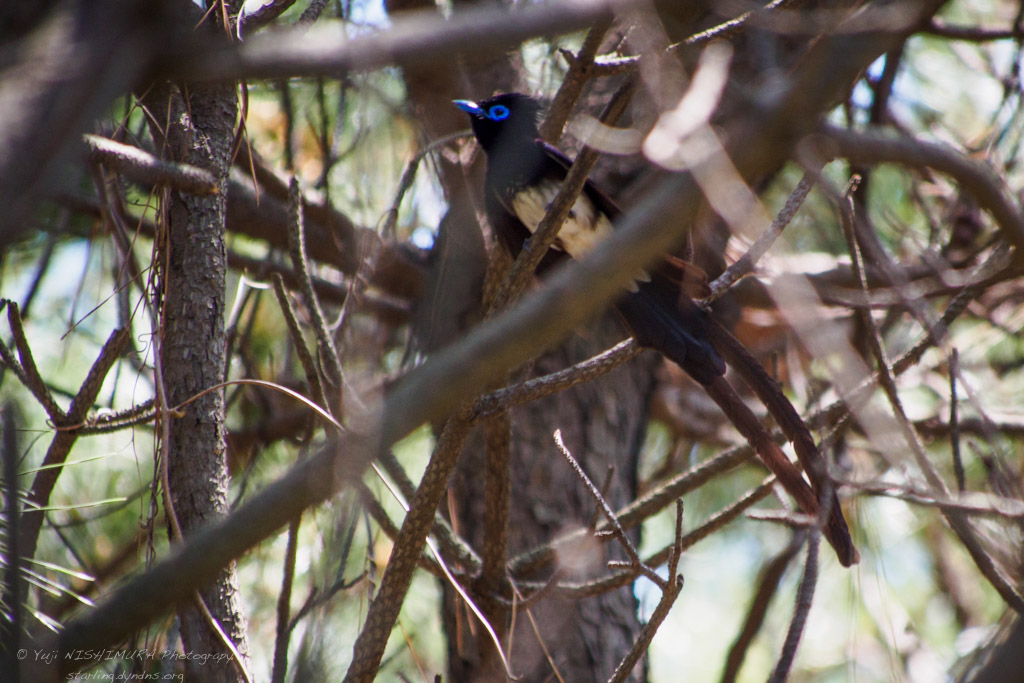 Black Paradise Flycatcher