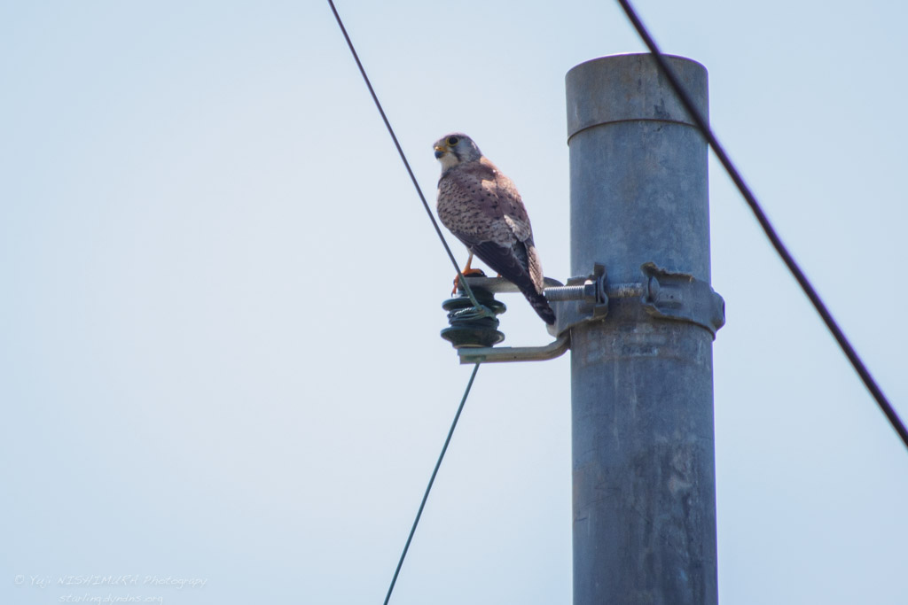 Common Kestrel
