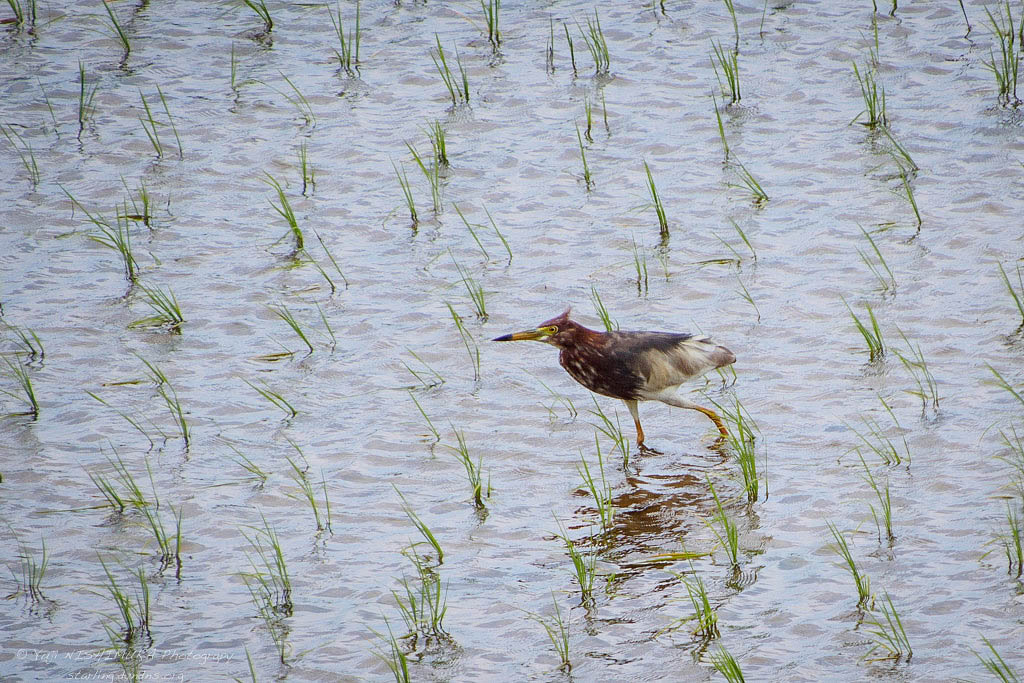 Chinese Pond Heron
