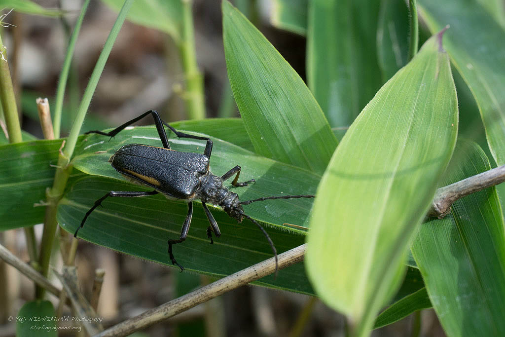 キベリカタビロハナカミキリ