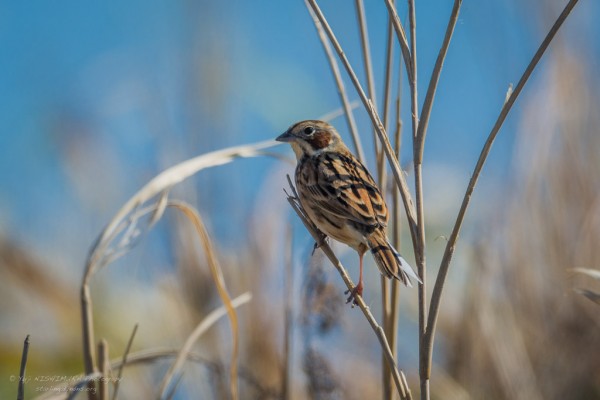 【Emberiza fucata】